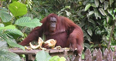 Borneo Travel Backpacking And Travel Guide