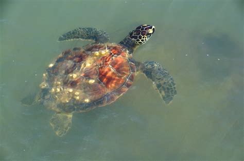 DSC Sea Turtle At Aransas Pass Tcole Flickr