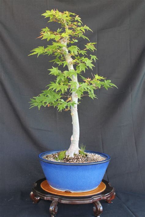These 23 examples show just how cool these plants are for your home and garden. Japanese Maple Bonsai | kuromatsubonsai.com