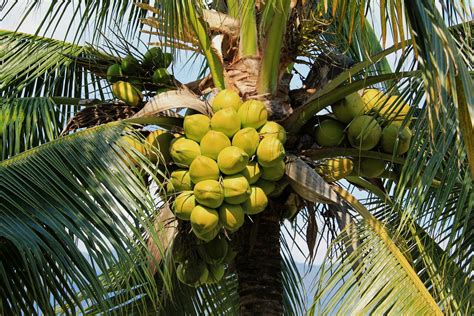 Why You Need A Coconut Palm Tree In Florida - Garden Florida