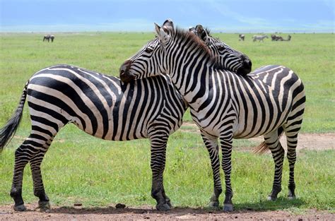 Tanzania Zebra Love