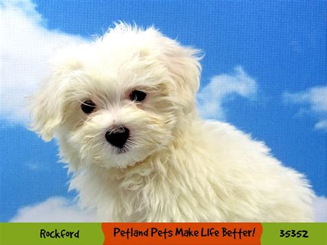 Maltese Puppies Petland Rockford