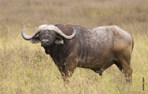 Worlds Most Expensive African Buffalo Valued At 111 Million Golden