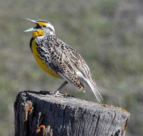 Montana State Bird Western Meadowlark