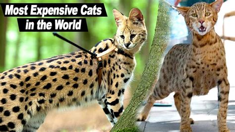 Top 10 Most Expensive Cat Breeds In The World Animals