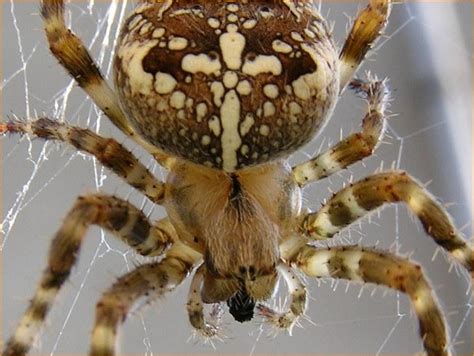 Yes, that is a black widow spider, no it's not photo shopped. Brown garden spider photo