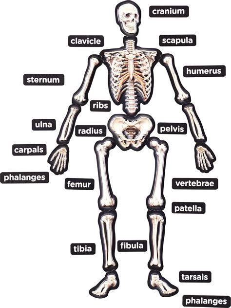 Diagram Of The Skeletal System With Labels Human Skel