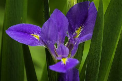 A Closeup Blue Iris Flowers In Blossom Stock Photo Image Of Field