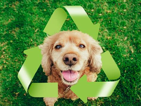 Eco Friendly Pets Carbon Pawprint Blog Snau
