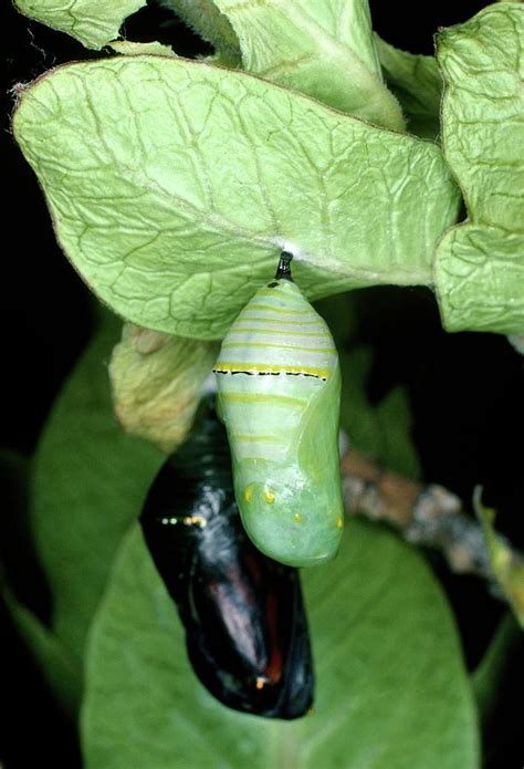 Pupa Of Monarch Butterfly Danaus Plexippus Photograph By Dr Jeremy