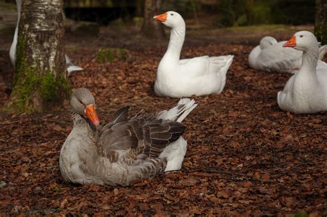 Free Images Wing Wildlife Beak Fauna Duck Animals Goose