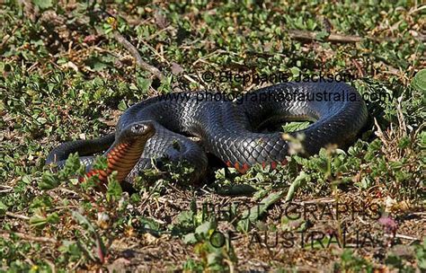 Red Bellied Black Snake Poisonous Snakes Of Australia Stock Photos Of