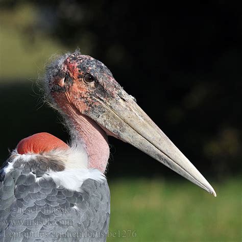 Amazing Animals Pictures The Ugliest Bird Of Africa The Marabou Stork