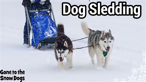 How To Train Your Husky To Pull A Sled
