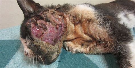 Contact your vet for advice if you think your cat has an abscess. Horrific 'Outside Cat' Stories (Updated April 2018) | PETA