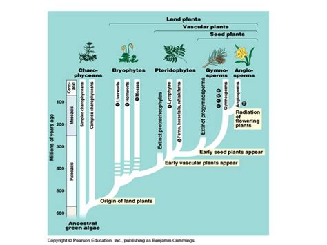 Plants Of Jurassic Period Qr Learning Platform