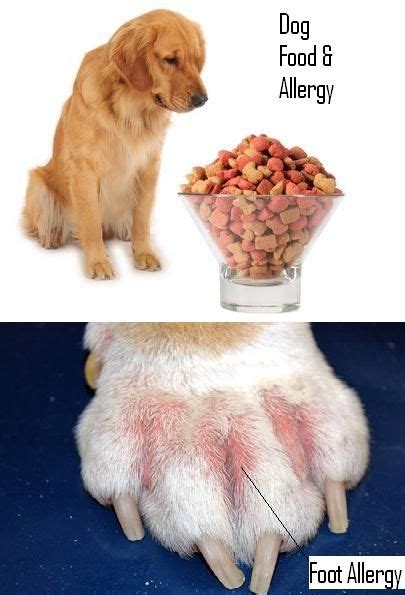 Results from a skin allergy test for dogs are more reliable than a blood test, according to studies. a suggestive guide to know your dog food allergy symptoms ...