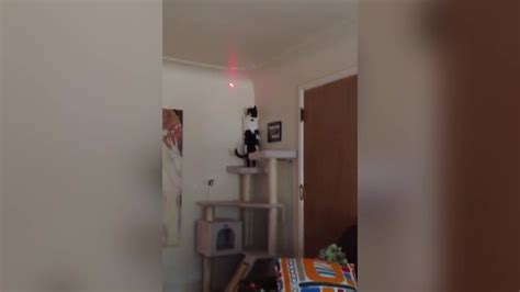 Funny Cat Chases The Red Laser Dot