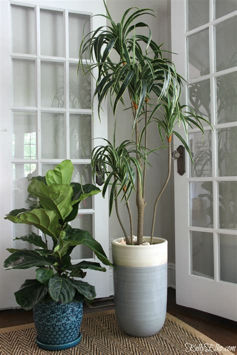 It has specific watering requirements, loves humidity, and despises drafts! What the Fig? Fiddle Leaf Fig Care Tips - Kelly Elko