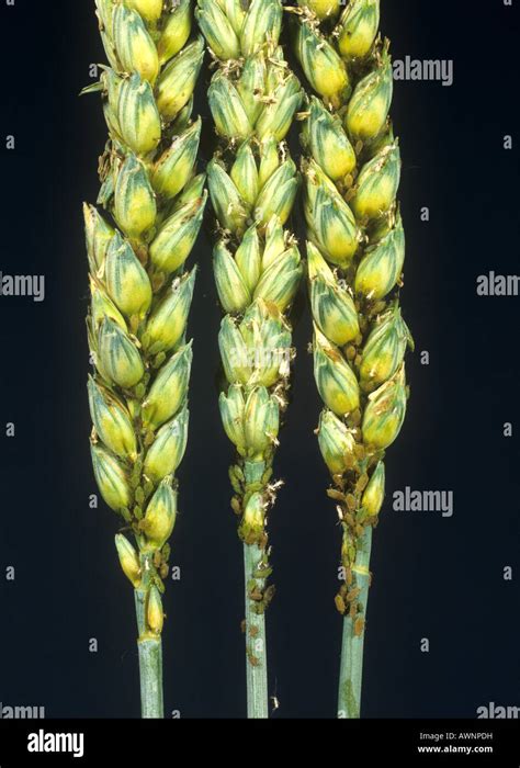 Grain Aphid Sitobion Avenae Infestation On Unripe Wheat Ears Stock