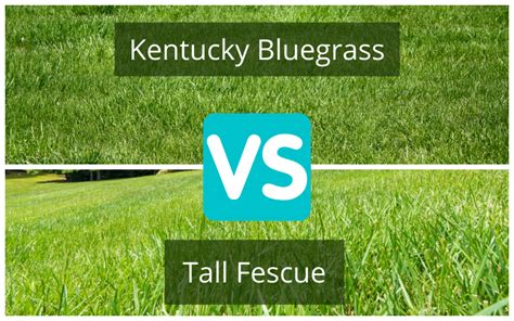 Turf Comparison Tall Fescue Vs Kentucky Bluegrass