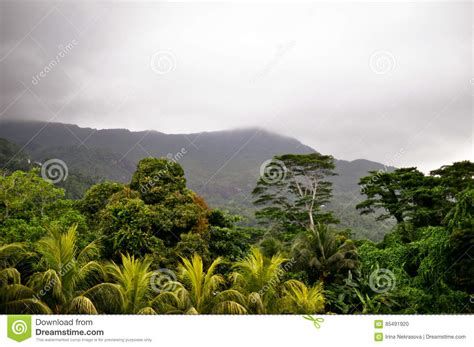 Fog Before Tropical Downpour Stock Photo Image Of Landscape