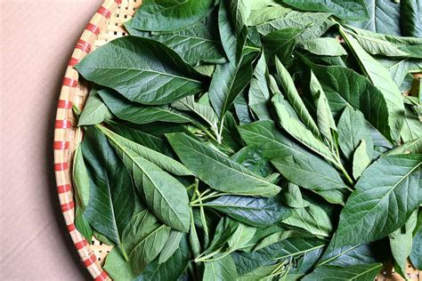 6 Benefits Of African Leaf For Health