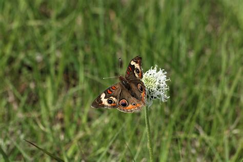 Buckeye Butterfly On Wildflower Free Stock Photo Public Domain Pictures