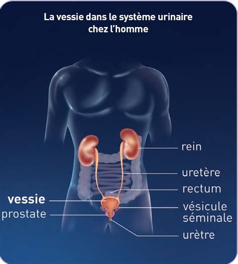 Système Urinaire Chez Lhomme Cgfl