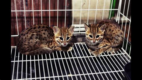 Jenis kucing hutan di malaysia. Kucing Hutan Makan Tempe - YouTube