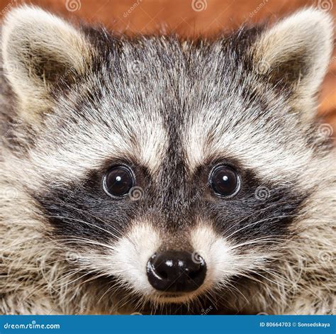 Portrait Of A Funny Raccoon Stock Image 80664703