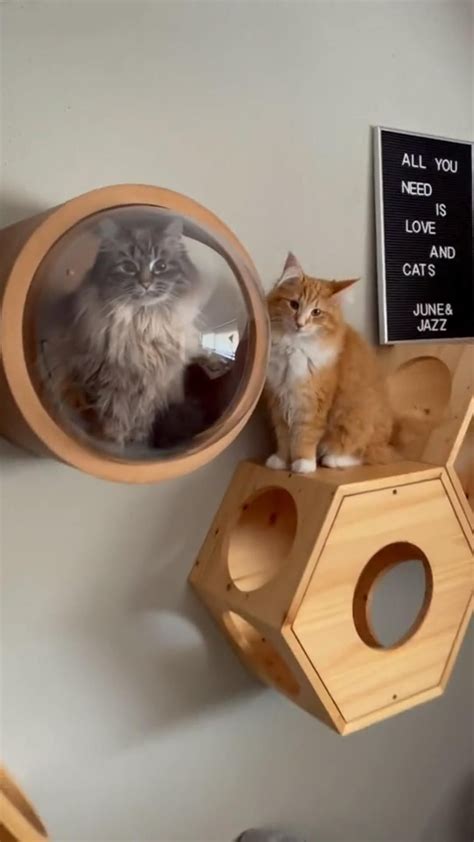 Diy Cat Rope Bridge Artofit