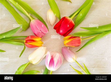 Flat Lay Card With Corlorfull Dutch Tulips Stock Photo Alamy