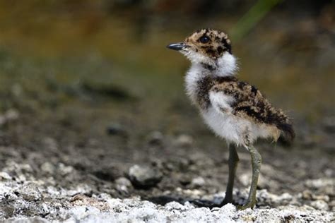 Blacksmith Lapwing Holmen Birding Safaris