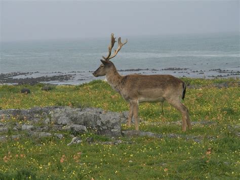 Robben Island Deer Cull On Cards Deer Endangered Species Wildlife