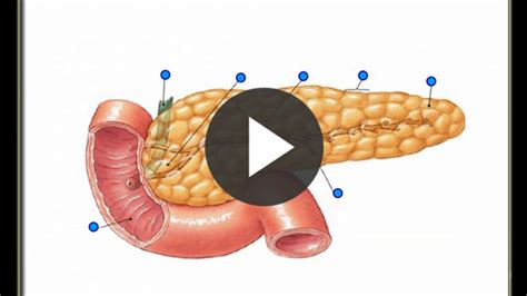 Basic Anatomy Of The Pancreas Youtube