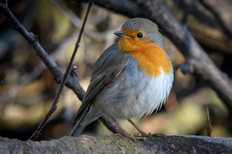 Rotkehlchen erithacus rubecula rotkehlchen gesang. Rotkehlchen Foto & Bild | world, winter, brandenburg ...