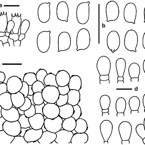 Microscopic Features Of Xanthagaricus Necopinatus Gdgm 46632 Download Scientific Diagram