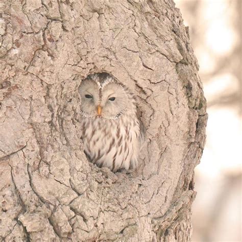 7 Incredibly Adorable Animals Unique to Hokkaido, Japan
