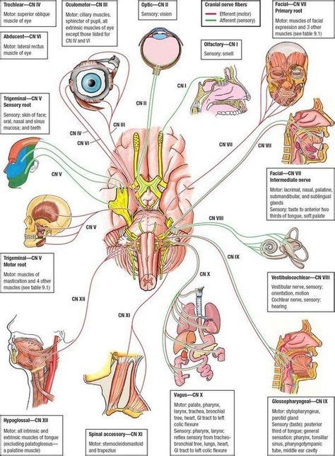 cranial nerves guide