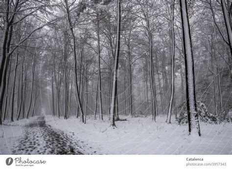 Der Weg Führt Durch Den Verschneiten Wald Ein Lizenzfreies Stock Foto