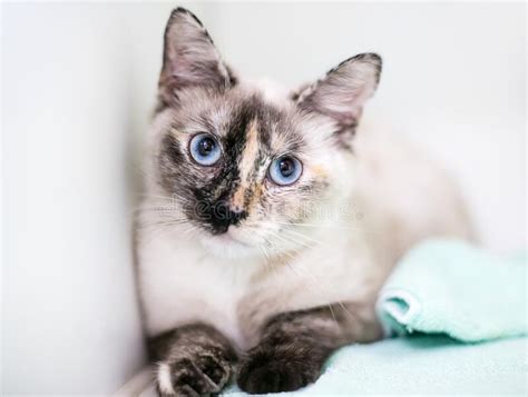 A Tortoiseshell Point Siamese Cat With Blue Eyes Stock Image Image Of