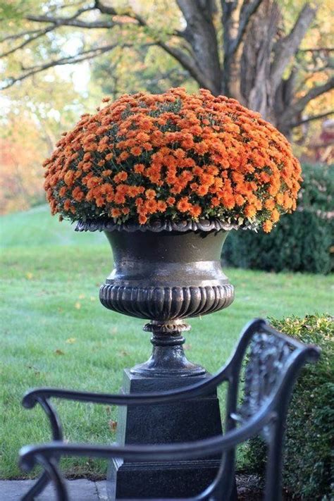 21 Magnificent Ideas For Potted Mums Potted Mums Fall Mums Fall Urn