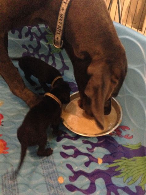 Don't give your puppy an opportunity to soil in the house. Great Dane Puppies Indiana Rescue - Pet Inspiration