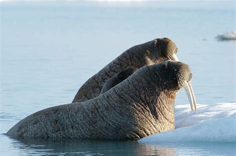 Atlantic Walrus Photograph By Louise Murrayscience Photo Library