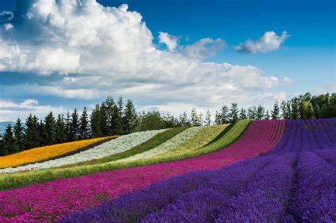 Lavender Season In Hokkaido 2019 Visit Furano And Biei Kyuhoshi