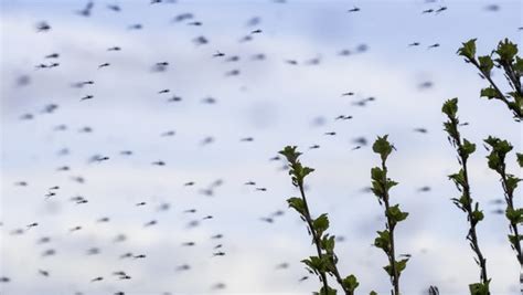 8 Dinge über Mücken Die Ihr Noch Nicht Wusstet N Joy Leben