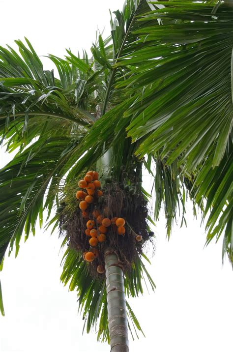 Trees and Plants: Betel Nut Palm