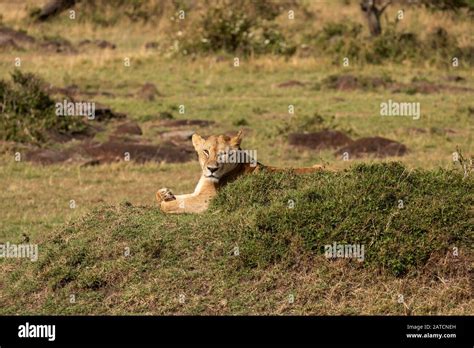 African Lion Panthera Leo Female Resting On The Savannah In Mara