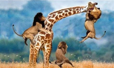 Top Real Most Amazing Moments Of Wild Animal Fights Wild Animal Fights